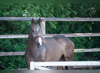Studbook européen anglo, Jument, 4 Ans, 168 cm, Bai