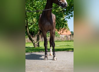 Studbook européen anglo, Jument, 4 Ans, 168 cm, Bai