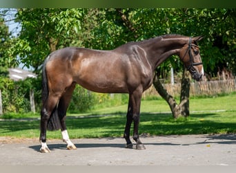 Studbook européen anglo, Jument, 4 Ans, 168 cm, Bai