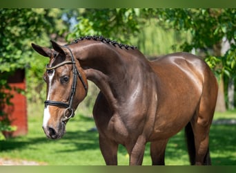 Studbook européen anglo, Jument, 4 Ans, 168 cm, Bai