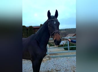 Studbook européen anglo, Jument, 4 Ans, 170 cm, Bai brun