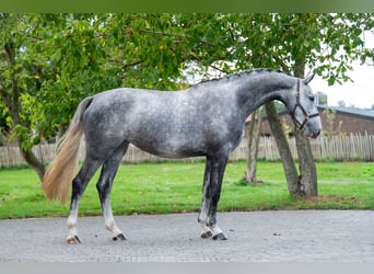 Studbook européen anglo, Jument, 4 Ans, 170 cm, Gris