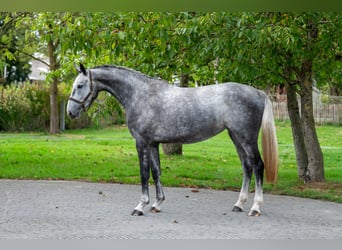 Studbook européen anglo, Jument, 4 Ans, 170 cm, Gris