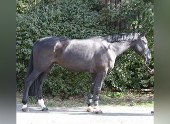 Studbook européen anglo, Jument, 4 Ans, 172 cm, Noir