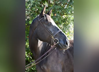 Studbook européen anglo, Jument, 4 Ans, 172 cm, Noir