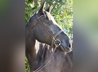 Studbook européen anglo, Jument, 4 Ans, 172 cm, Noir