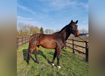 Studbook européen anglo, Jument, 4 Ans, 174 cm, Bai brun