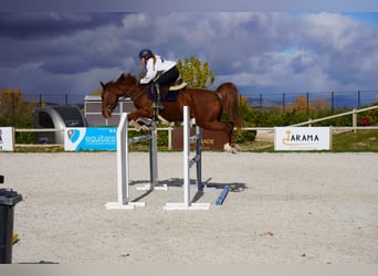 Studbook européen anglo, Jument, 5 Ans, 163 cm, Alezan