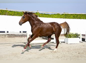 Studbook européen anglo, Jument, 5 Ans, 163 cm, Alezan