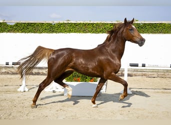 Studbook européen anglo, Jument, 5 Ans, 163 cm, Alezan