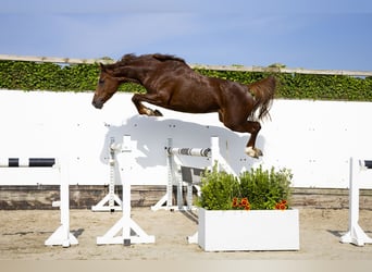 Studbook européen anglo, Jument, 5 Ans, 163 cm, Alezan