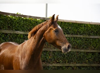 Studbook européen anglo, Jument, 5 Ans, 163 cm, Alezan