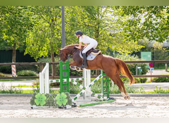 Studbook européen anglo, Jument, 5 Ans, 164 cm, Alezan