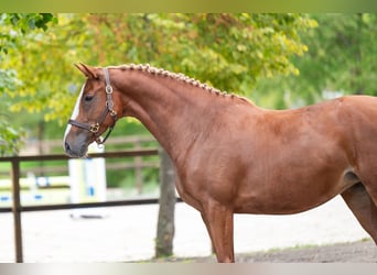 Studbook européen anglo, Jument, 5 Ans, 164 cm, Alezan