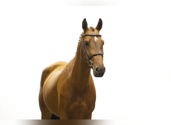 Studbook européen anglo, Jument, 5 Ans, 164 cm, Bai