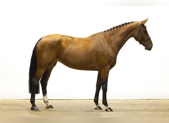 Studbook européen anglo, Jument, 5 Ans, 164 cm, Bai