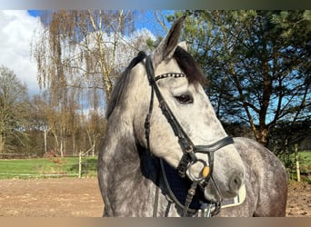 Studbook européen anglo, Jument, 5 Ans, 164 cm, Gris noir