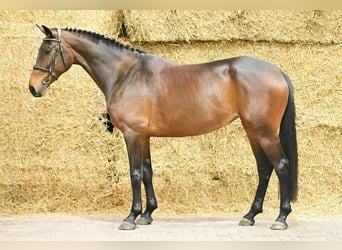 Studbook européen anglo, Jument, 5 Ans, 165 cm, Bai brun foncé