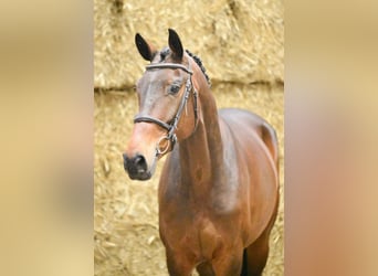 Studbook européen anglo, Jument, 5 Ans, 165 cm, Bai brun foncé