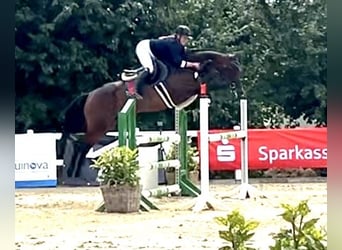 Studbook européen anglo, Jument, 5 Ans, 165 cm, Bai