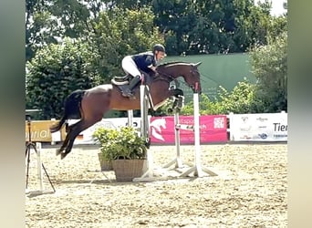 Studbook européen anglo, Jument, 5 Ans, 165 cm, Bai