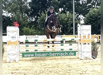 Studbook européen anglo, Jument, 5 Ans, 165 cm, Bai