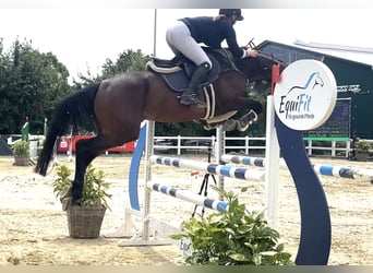 Studbook européen anglo, Jument, 5 Ans, 165 cm, Bai