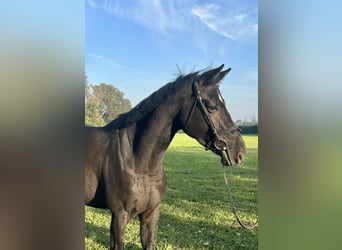 Studbook européen anglo, Jument, 5 Ans, 165 cm, Noir