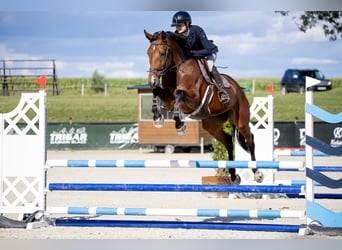 Studbook européen anglo, Jument, 5 Ans, 168 cm, Bai
