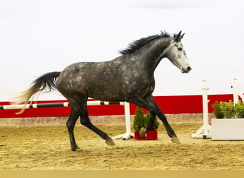 Studbook européen anglo, Jument, 5 Ans, 168 cm, Grullo