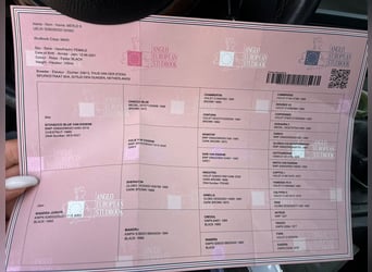 Studbook européen anglo, Jument, 5 Ans, 168 cm, Noir