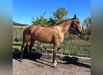 Studbook européen anglo, Jument, 5 Ans, 169 cm, Bai