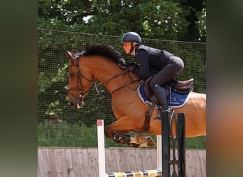 Studbook européen anglo, Jument, 5 Ans, 169 cm, Bai