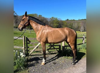 Studbook européen anglo, Jument, 5 Ans, 169 cm, Bai