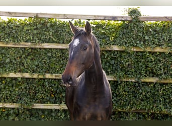 Studbook européen anglo, Jument, 5 Ans, 170 cm, Bai brun