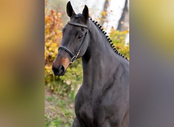 Studbook européen anglo, Jument, 6 Ans, 100 cm, Bai brun