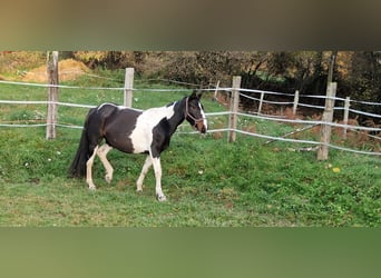 Studbook européen anglo, Jument, 6 Ans, 157 cm, Pinto