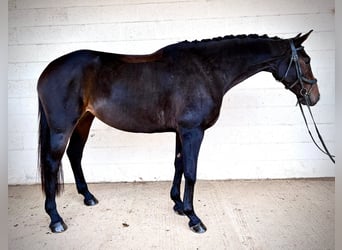 Studbook européen anglo, Jument, 6 Ans, 160 cm, Bai cerise