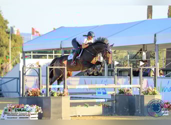 Studbook européen anglo, Jument, 6 Ans, 164 cm, Bai brun