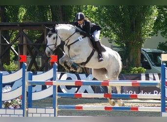 Studbook européen anglo, Jument, 6 Ans, 164 cm, Bai brun
