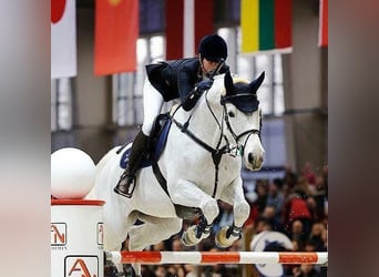 Studbook européen anglo, Jument, 6 Ans, 164 cm, Bai brun
