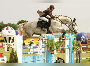 Studbook européen anglo, Jument, 6 Ans, 164 cm, Bai brun