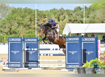 Studbook européen anglo, Jument, 6 Ans, 164 cm, Bai brun