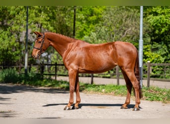 Studbook européen anglo, Jument, 6 Ans, 165 cm, Alezan