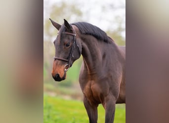 Studbook européen anglo, Jument, 6 Ans, 166 cm, Bai brun