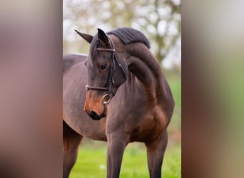 Studbook européen anglo, Jument, 6 Ans, 166 cm, Bai brun