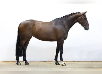 Studbook européen anglo, Jument, 6 Ans, 167 cm, Bai