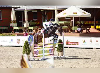 Studbook européen anglo, Jument, 6 Ans, 168 cm, Bai brun foncé