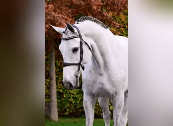 Studbook européen anglo, Jument, 6 Ans, 170 cm, Gris