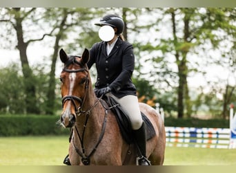Studbook européen anglo, Jument, 6 Ans, 172 cm, Bai